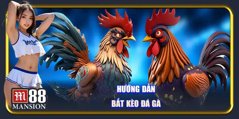 Hướng dẫn bắt kèo đá gà