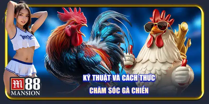 Kỹ thuật và cách thức chăm sóc gà chiến